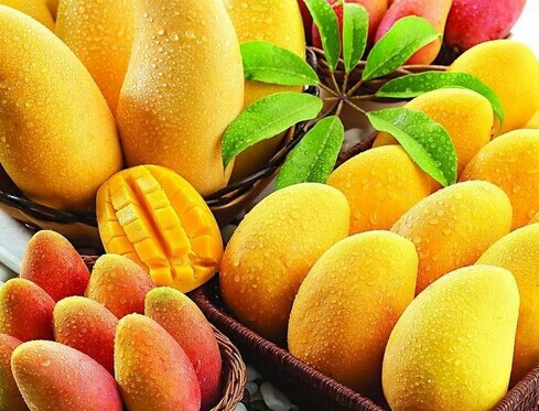 廣西大型芒果保鮮冷庫安裝設計，芒果冷庫保鮮貯藏技術方法