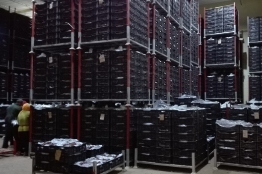 安裝一個葡萄冷庫價格多少錢，葡萄冷藏庫存儲多久